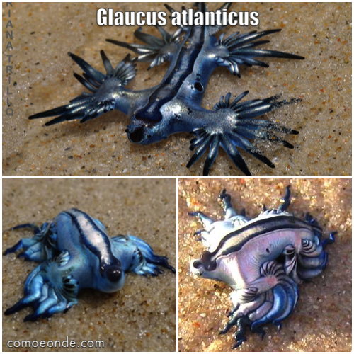 Glaucus atlanticus