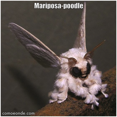 mariposa-poodle
